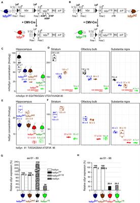 Low-Expressing Synucleinopathy Mouse Models Based on Oligomer-Forming Mutations and C-Terminal Truncation of α-Synuclein